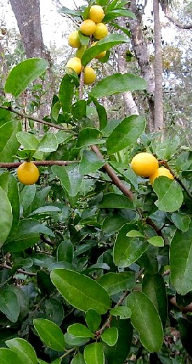 Hog Plum Tree